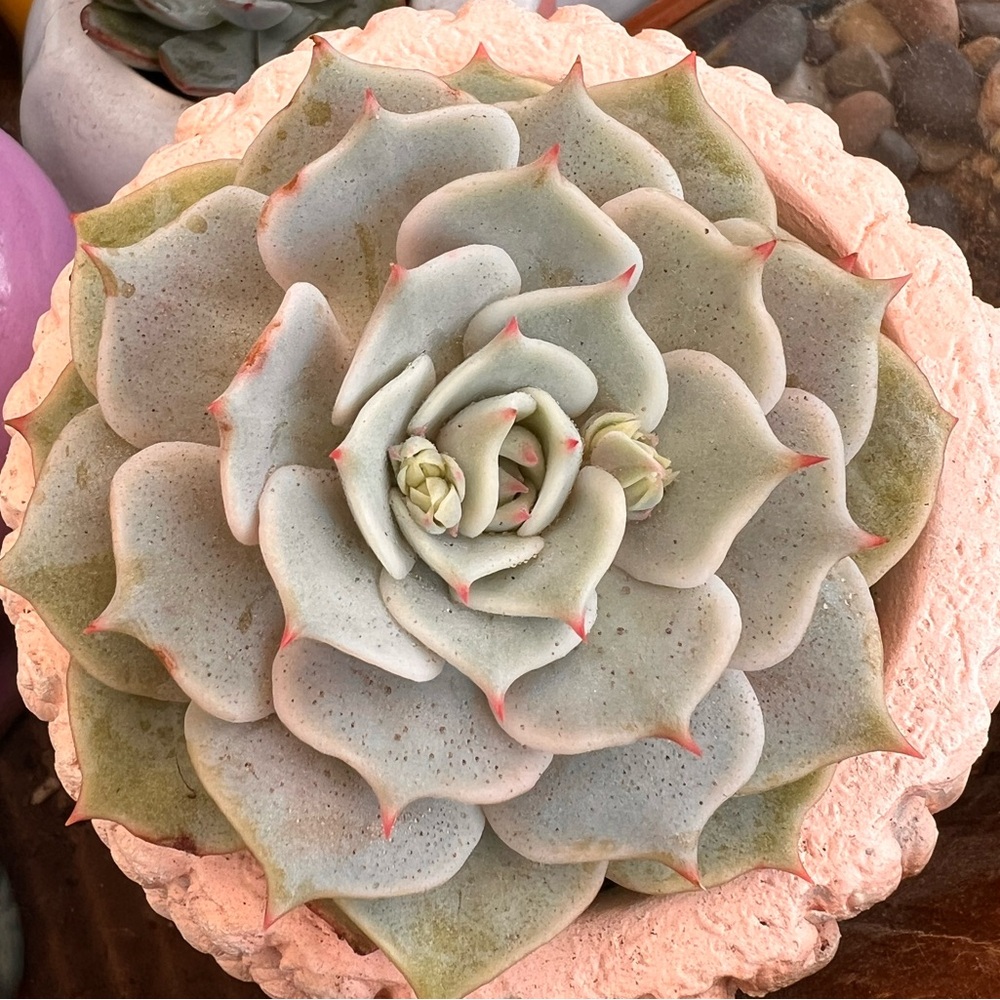 Succulent plant real